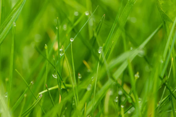 Grüne Wiese Mit Tautropfen — Stockfoto