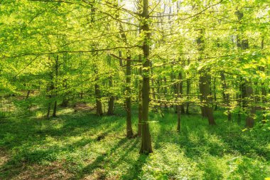 Güzel ilkbahar yeşil ormanı Sabah.