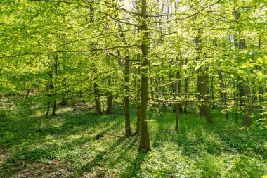 Yeşil orman ve ağaçlarla kaplı bahar manzarası. Güneşli bir gün. Doğa