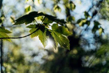 Güzel yeşil yaprakları olan bulanık bir arkaplan. doğa arkaplanı