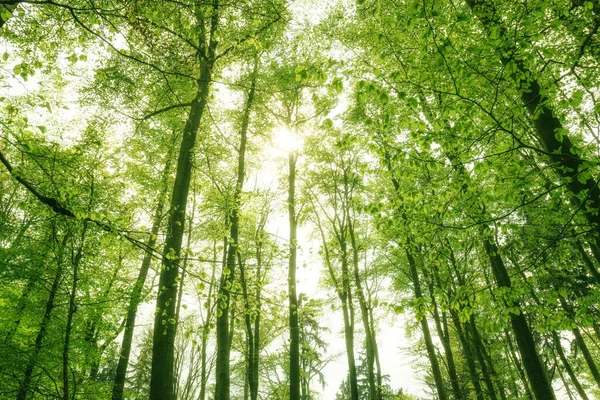 Солнце Светит Лесу Между Верхушками Деревьев — стоковое фото