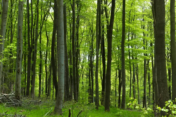 Bosque Haya Verde Exuberante — Foto de Stock