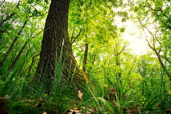 Gyönyörű Kilátás Nyílik Erdőre Természet Háttér — Stock Fotó