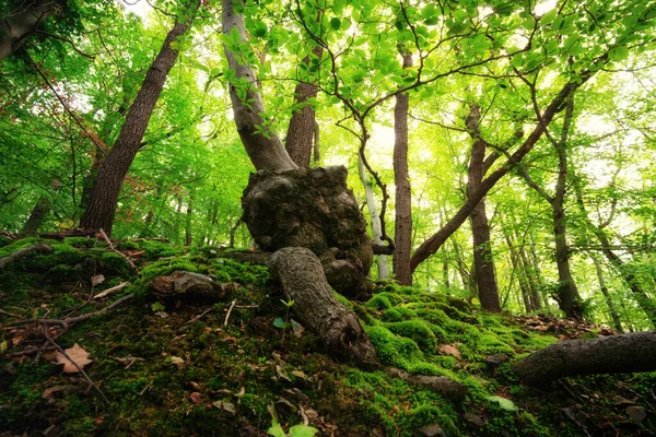 Зеленый Летний Лес Гигантскими Корнями — стоковое фото