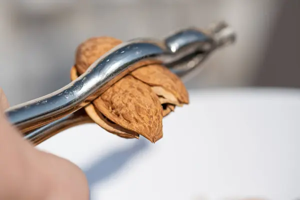 Close Hand Holding Nutcracker Nut — Stok Foto