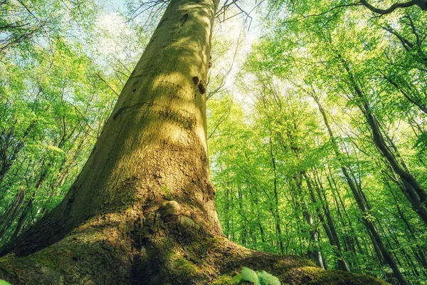 Красивый Зеленый Лес Флора Природа — стоковое фото
