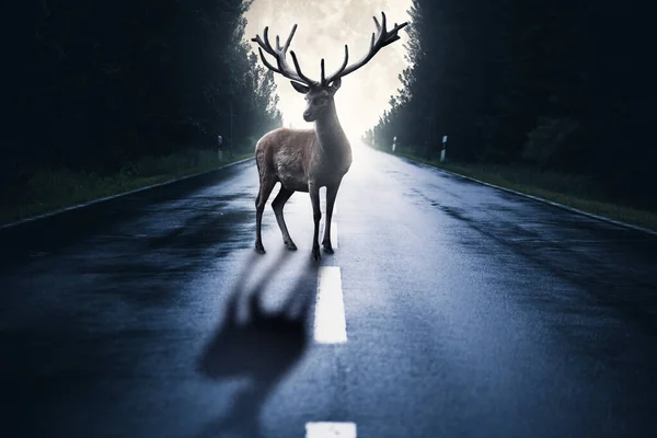 a big deer on a road through forest. mixed media