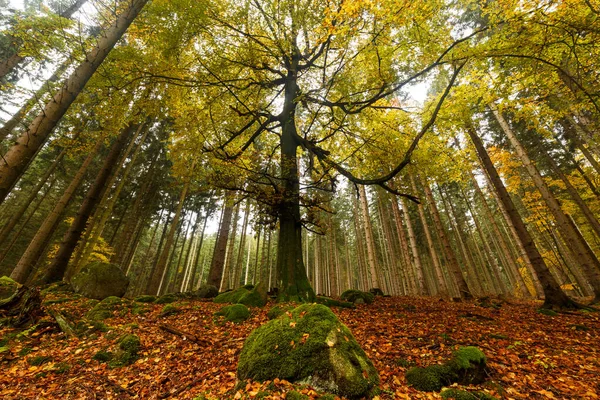 Красивый Осенний Лес Золотой Осенний Пейзаж — стоковое фото