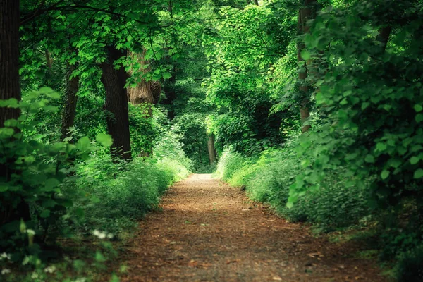 Hermoso Camino Bosque Verde Fondo Naturaleza —  Fotos de Stock