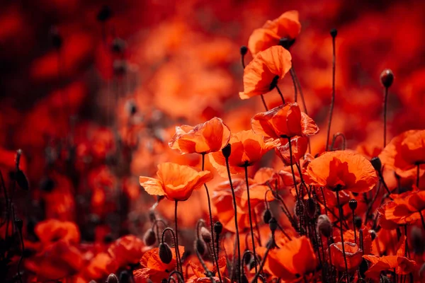 Schöne Rote Mohnblumen Auf Dem Feld — Stockfoto