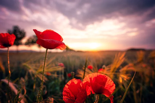 Beautiful Red Poppy Flowers Field — Stock Photo, Image