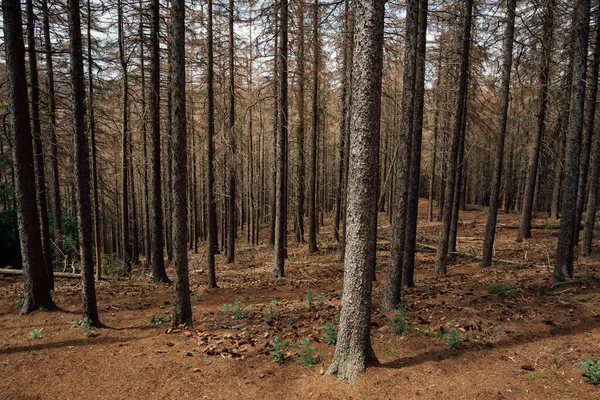 Een Dood Sparrenbos Het Bos Van Harz Transitie — Stockfoto