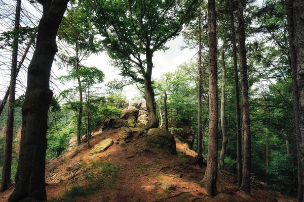 イルゼシュタインのイルゼンブルクのハルツ国立公園の山の森 — ストック写真