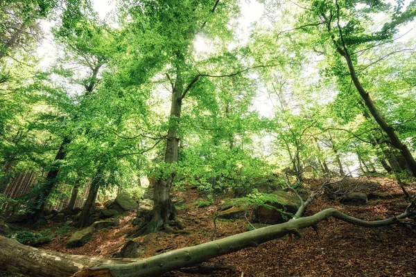 Beaux Arbres Dans Forêt Contexte Naturel — Photo