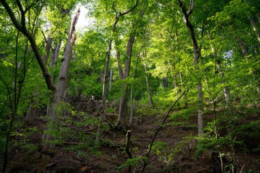 Harz Dağlarındaki Dağ Ormanı