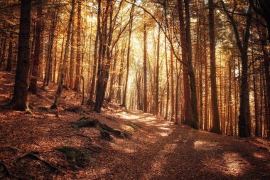 Ormandaki güzel ağaçlar. Doğa arkaplanı