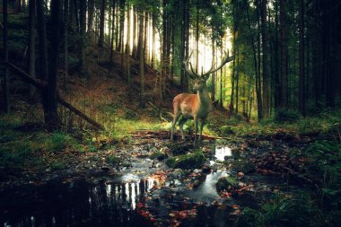 Ormanda yürüyen güzel bir geyik. Doğa arkaplanı