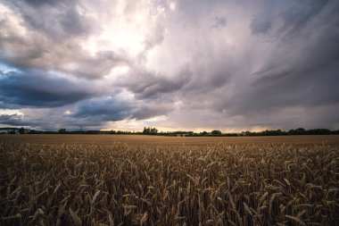 Gün batımında buğday tarlası. güzel kırsal alan 