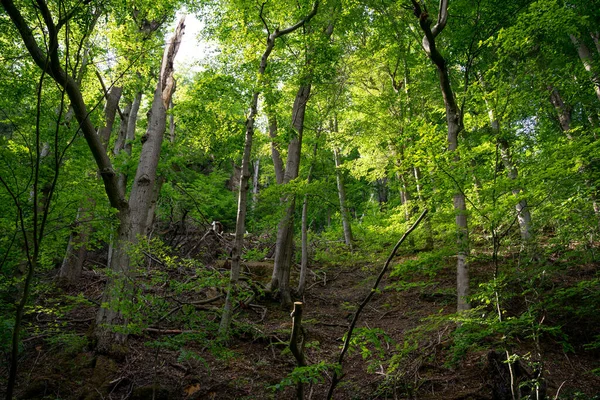 Harz Dağlarındaki Dağ Ormanı