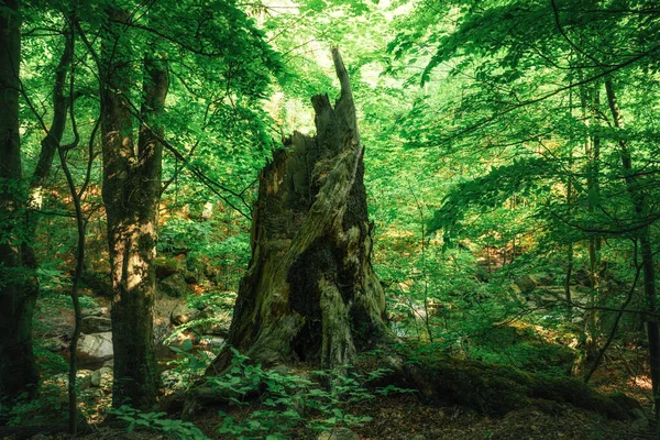 Old Tree Stump Beautiful Green Forest — Stock Photo, Image