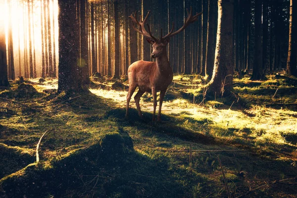 Ciervos Rojos Bosque Fondo Naturaleza — Foto de Stock