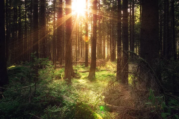 Sunbeams Pine Forest Nature Background — Stock Photo, Image