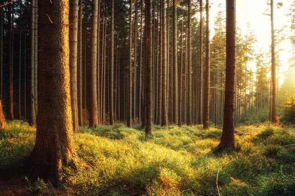 Bela Floresta Outono Fundo Natureza — Fotografia de Stock