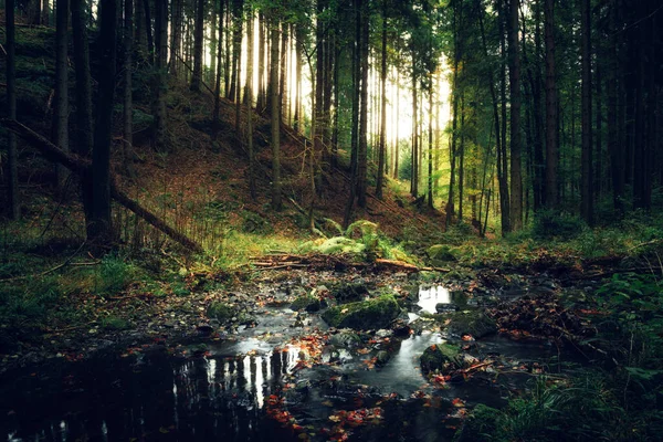 Beaux Arbres Dans Forêt Contexte Naturel — Photo