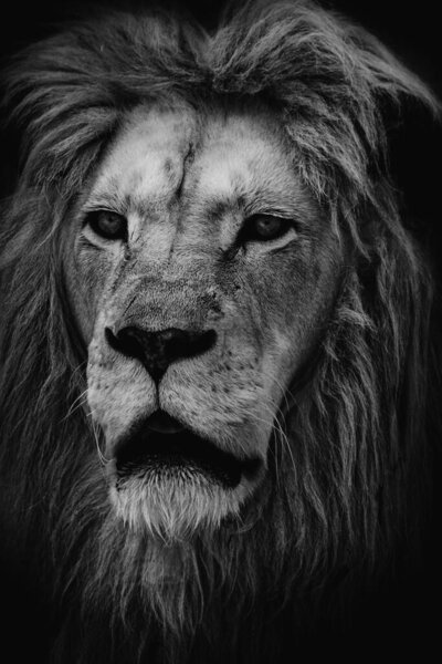 Black and white portrait of lion, close up