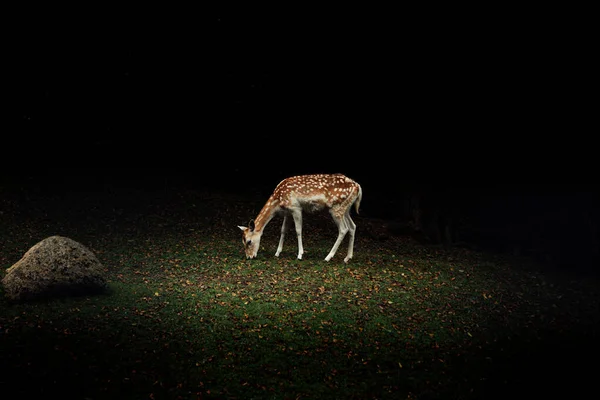 Cerf Broutant Sur Pelouse Verte Dans Obscurité — Photo