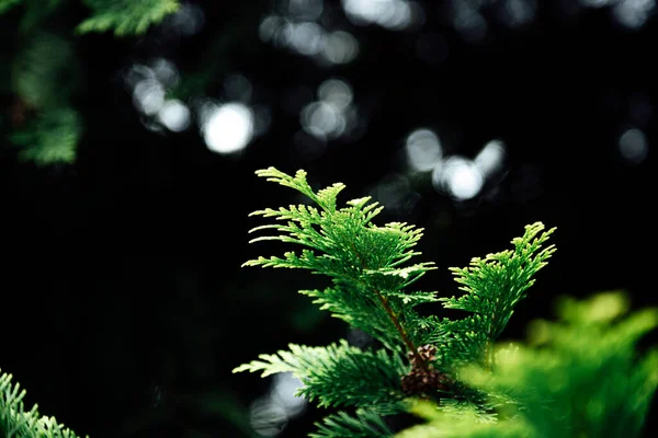 Ramo Árvore Verde Com Luzes Embaçadas Close — Fotografia de Stock