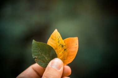 Yaprakları tutan bir elin yakın çekimi.