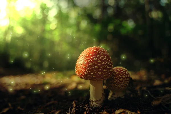 Grand Tabouret Rouge Avec Lucioles Rayons Soleil — Photo