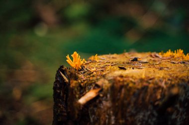 Eski bir kütükte küçük mantarlar