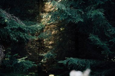 Güneş ışığı karanlık ladin ormanına nüfuz eder.