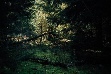 Doğal ormandaki ışık ve gölge