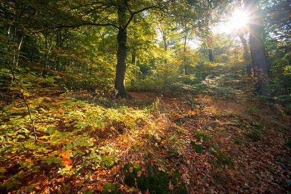 Светлое Настроение Осенним Солнцем Лесу — стоковое фото