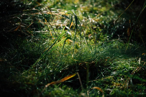 Утренняя Роса Капли Воды Траве Лесу — стоковое фото