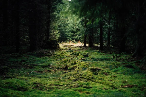 Groene Long Van Onze Aarde Het Bos — Stockfoto