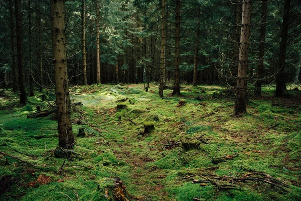 苔のある新緑の森 — ストック写真