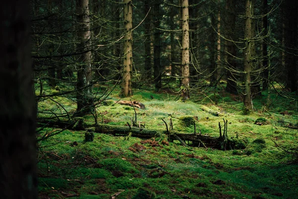 Gamla Träd Ruttnar Skogsgolvet — Stockfoto