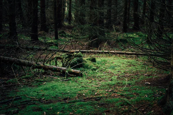 Sagolik Barrskog Harz Berg — Stockfoto