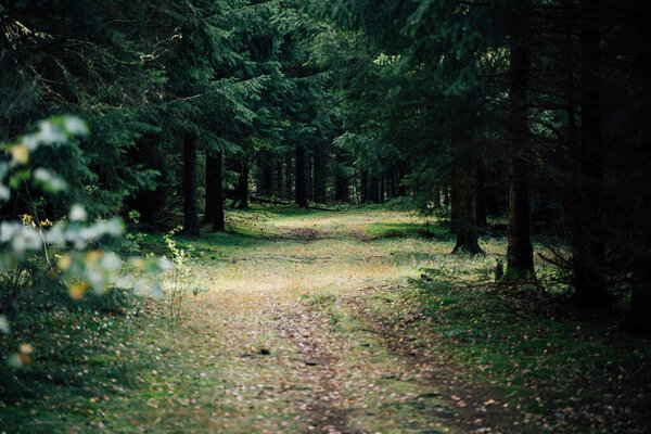 Forest roads lead through a dark spruce forest