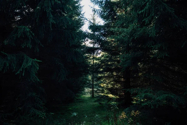 Donker Sparrenbos Wat Zon — Stockfoto