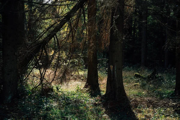 暗い神秘的な針葉樹林 — ストック写真