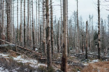 Ormandaki güzel ağaçlar. Doğa arkaplanı