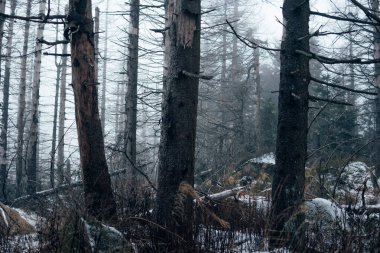 Kardan sonra çam ormanı. Doğa arkaplanı