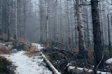 Harz dağlarının sisli ölü ormanlarında soğuk günler
