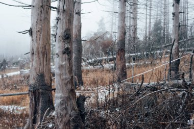 Almanya 'daki Harz Ulusal Parkı' nda birçok ölü ağaç var.