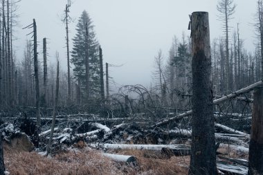 Ulusal parkta yürüyüş Harz dağlarında
